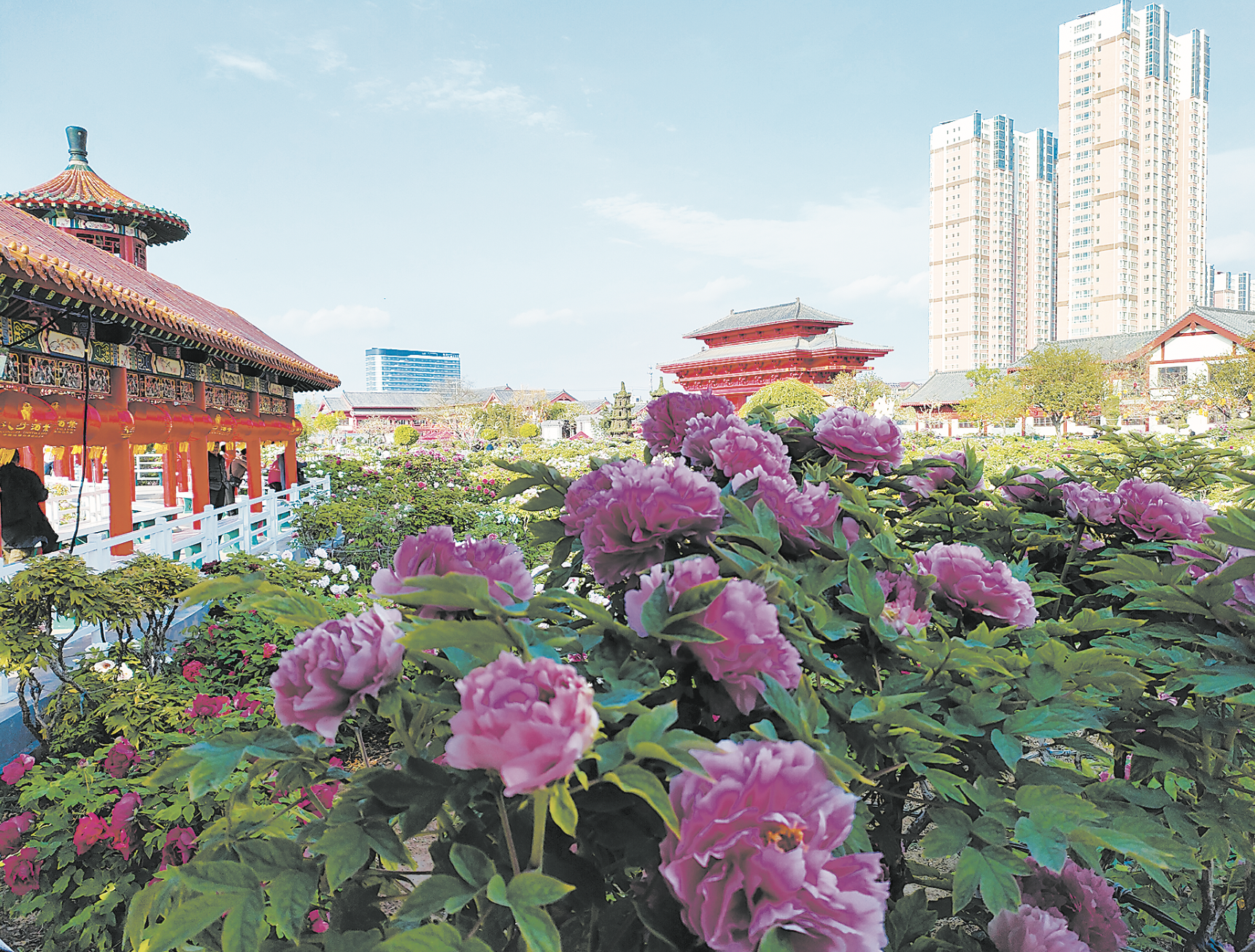 一朵花 一座城